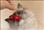Catlover98